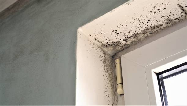 Professional Mold Removal in Imperial Beach, CA