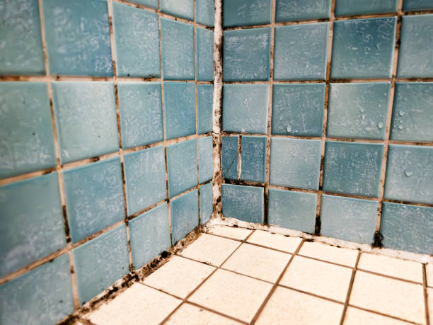 Best Asbestos and Lead Testing During Mold Inspection  in Imperial Beach, CA