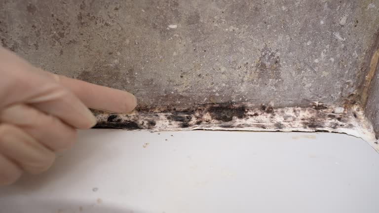 Best Environmental Consulting for Mold Prevention  in Imperial Beach, CA
