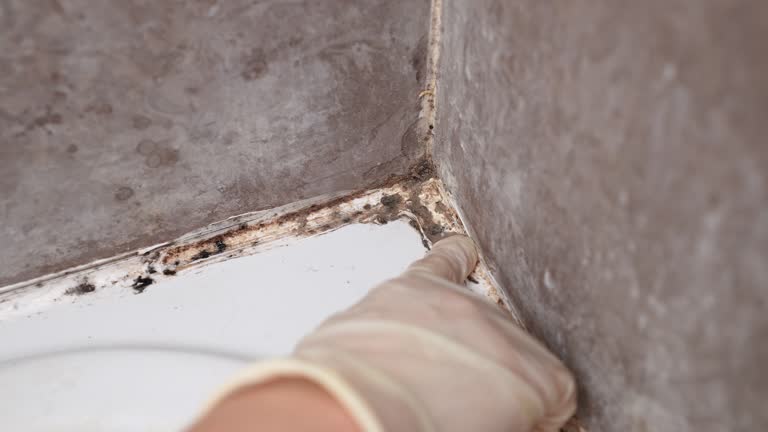 Best Black Mold Removal  in Imperial Beach, CA